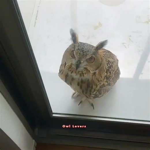 Sweet owl🦉✨ #owl | Owl Lovers