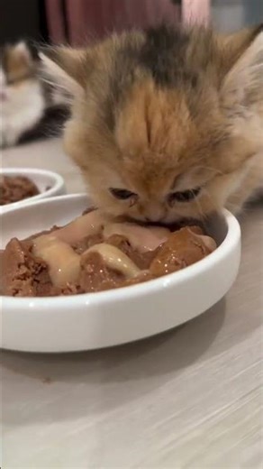 cute cat ~🦋 #cats#viral
