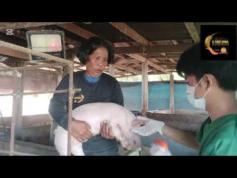 𝗘𝗔𝗥 𝗡𝗢𝗧𝗖𝗛𝗜𝗡𝗚 𝗜𝗡 𝗣𝗜𝗚𝗦