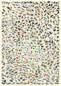 Evolution Tree Poster: Natural History, Animal Chart - Etsy UK