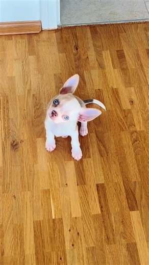 #chihuahua #love #dog #puppylove #baby