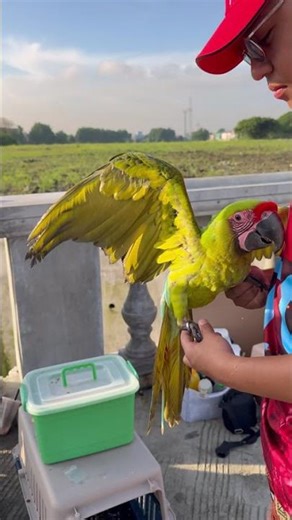 Installing The Training Ring For A Buffon Macaw