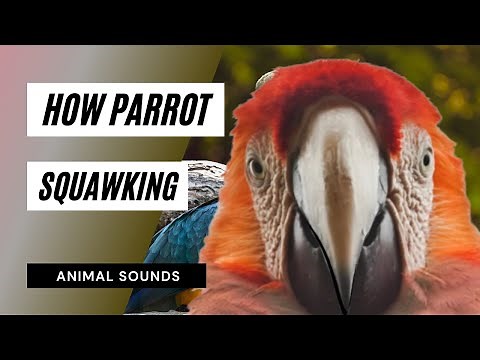The Animal Sounds: 🦜 Parrot's Squawking / Sound Effect / Animation
