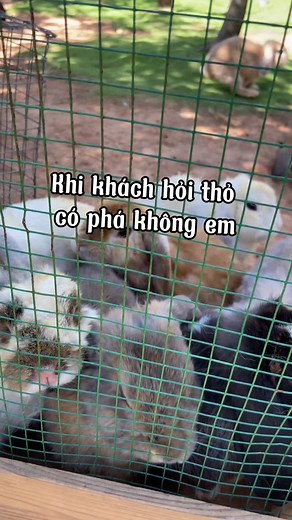Cách nuôi thỏ con dễ dàng cho gia đình