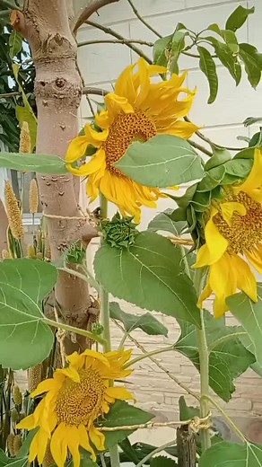 Close-Up View of Beautiful Sunflower Blooms