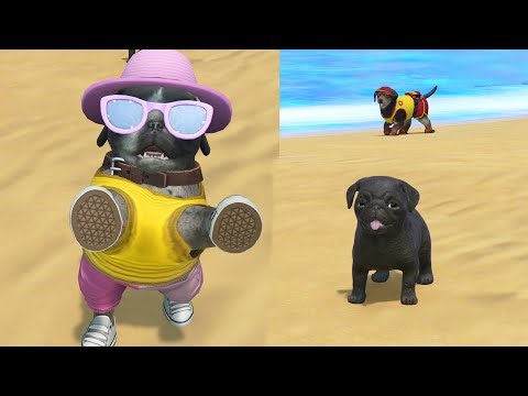 Pug Puppies Take Over Puppy Island