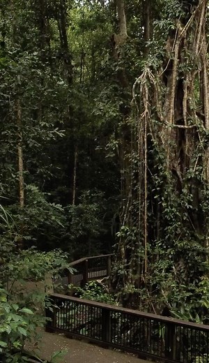 The #CathedralFigTree has a pretty incredible history - the short story is that It's the result of a strangler fig taking over a host tree which eventually rotted away to leave what you see before you today, but it’s much more complicated than that! 😉 🌿 🎥 IG/jaydenw.illiams #exploreTNQ #explorecairnsGBR #athertontablelands | Tropical North Queensland