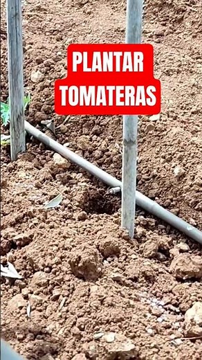 Cómo plantar tomateras ‪@COCIHUERTO‬ #tomateros #tomateras #tomates #tomate #plantar #huertocasero