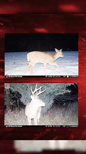 4K views · 41 reactions | Bright flashes. Clear shots. Reliable intel. The Flashback White Flash Cellular Camera captures every detail, day or night—because some moments only happen once. | Stealth Cam | Facebook