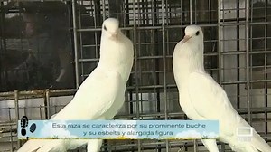 ¿Sabías que existen muchos más tipos diferentes de palomas? Te descubrimos en #Trotacampos diferentes tipos de palomas que poco (o mucho) tienen que ver con las que convivimos en ciudades y pueblos. https://www.cmmedia.es/programas/tv/trotacampos/ | Castilla-La Mancha Media