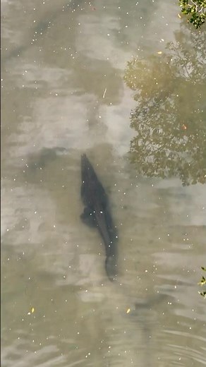 Not a bubble, not a ripple… SO SNEAKY!😳🐊