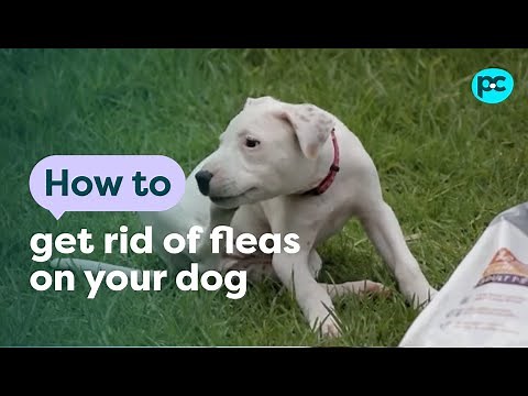 How to get rid of fleas on your #dog | PET CIRCLE