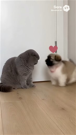 When cat and ShihTzu are left alone together🤣🤣