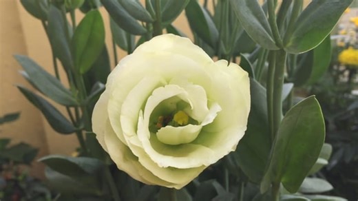 Flower, Rose, Bloom. Free Stock Video