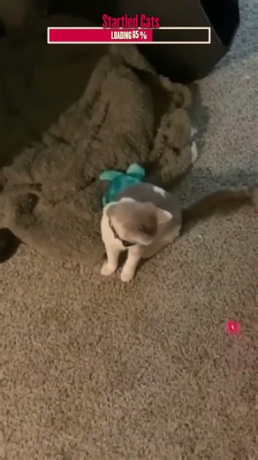 Funny Cat Jump Scares | Algorithm Cleanse