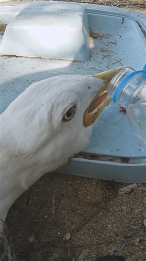 Gulls Community on Instagram: "This little one was lucky to be found and helped to survive. The exhausted gull was found near the shore, immobilized by a hook in its beak and fishing line. Later, another hook was found on its leg. All this deadly debris was carefully removed. Many thanks to the man who did not walk past and did not let the gull die a slow, painful death. When given water, it began to breathe hoarsely, and my heart clenched tightly. After some time, it regained consciousness, fle