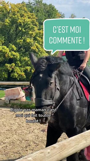 Jeu amusant avec Pedro, le cheval de trait ! 🐴