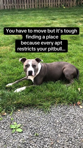 Bullies. Rotties. Shepherds. Sweethearts. If apartments keep denying you because of your dog, it may be time to buy. New construction homes across Dallas are dog-friendly, yard-ready, and surprisingly affordable. Dog lovers—this is your sign to stop renting and start owning 🐾🔑 If you’re done begging for approval and ready to create a home that accepts your whole family—fur babies included—this is your sign. Link in bio to start your home search 🏡 #dallashomes #bullybreeds #movingtotexas #pitb