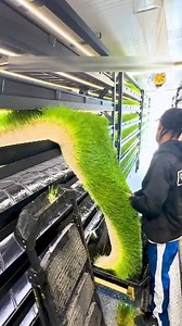 914K views · 10K reactions | "Hydroponic Wheat Fodder – Fast Growth Green Feed for Cattle, Milk & Meat Boost" #fb #reels #viral #shorts #China #short #animals | Info Hub | Facebook