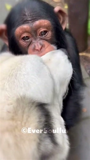 Abandoned Chimp Missed His Only Friend So Much 💝