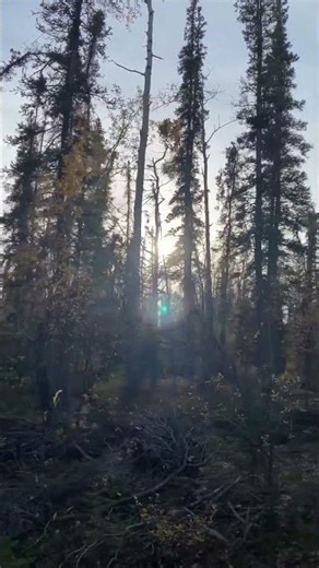 Through a forest in Alaska • #nature #forest #alaska