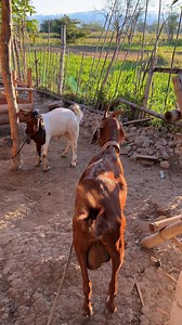 Bubbles x Goku😍 #goatfarm #goatfarming #kambing #goats | Goats-To-Kita