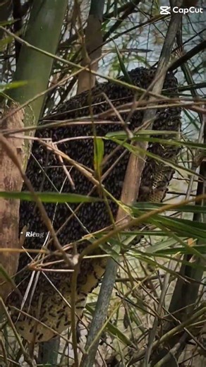 Tìm được tổ ong như bình minh sưởi ấm vậy ￼