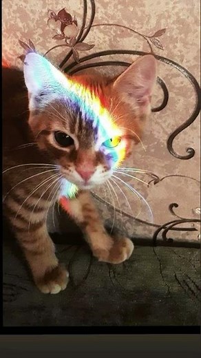 Rainbow Cat Meme