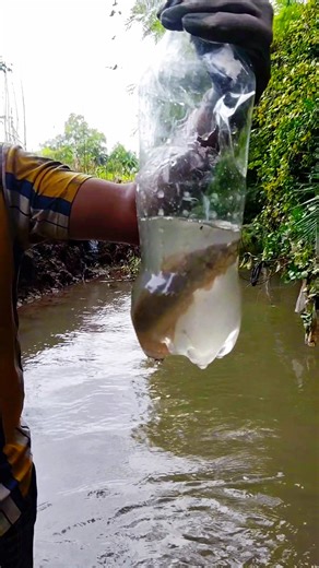 Big Fish Catch #shorts #viral #trending #fiahing #shortvideos #viralvideo