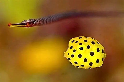 Shy yellow boxfish and banded pipefish filmed exploring reef together