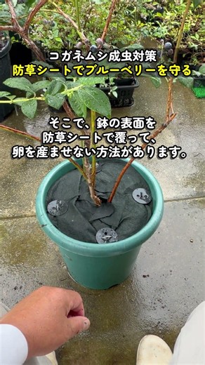 How to Keep Japanese Beetles from Laying Eggs in Your Blueberry Pots