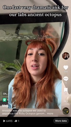 Understanding Octopus Senescence: Their End of Life Cycle