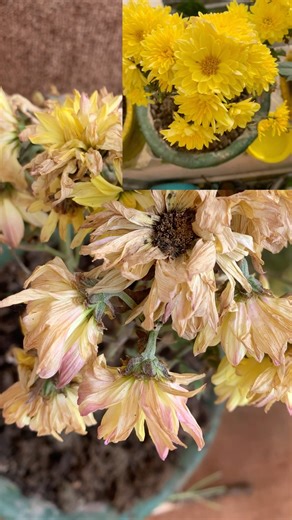 Why my Chrysanthemum Plant Dried 😢I Don't Do This Mistake ❌#flowers #nature