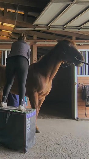 Horse adjustment rib out #chiropractic #equestrian #animals #horse #animalchiropractic #shorts | TrendTidings