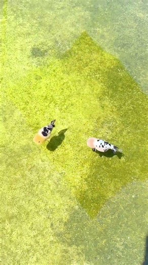 They have no romantic relationship at all! What should I do? #aquarium #aquaticpets #koi #goldfish