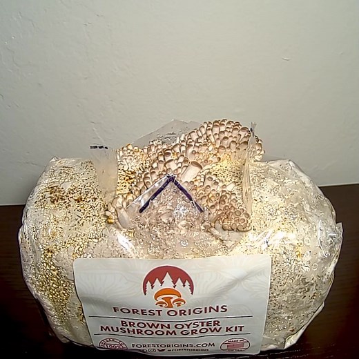 Mushroom Growing over 3.5 days🍄 Shot by Ryne Ortega #mushroom #mushrooms #fungi #art #mycology #vegan #veganfood #foodie #indoorgarden #plants #diy