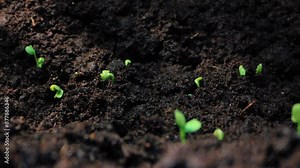 A Visual Odyssey: Time-Lapse Exploration of Plant Evolution and Growth, Showcasing Nature's Endless Cycle of Life. High quality 4k footage