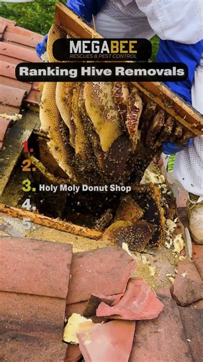 Our Largest Bee Removals (100,000+ bees per Hive) 🐝