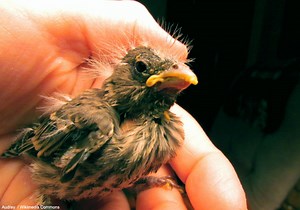 Comment nourrir un oisillon tombé du nid ? | Ornithomedia.com