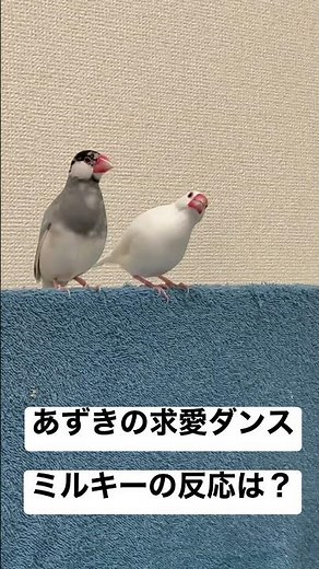 文鳥あずきが求愛ダンスすると...？？Java Sparrow dance.
