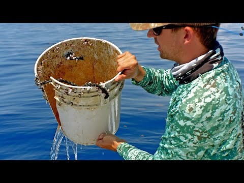 Dolphin, Tripletail and Triggerfish - Deep Sea Fishing