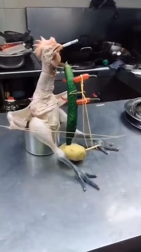 dead un feartherd chicken playing violin