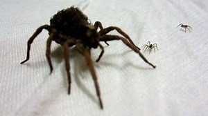 Look at this Japanese Spider Closely!