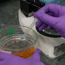 Video: Inducing Complete Polyp Regeneration from the Aboral Physa of the Starlet Sea Anemone Nematostella vectensis