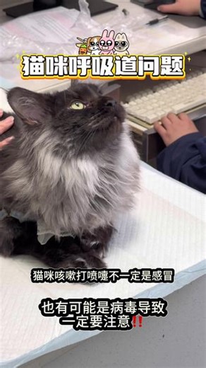 猫咪咳嗽打喷嚏不一定是感冒如果长时间没恢复，可能考虑是呼吸道疾病，一定要及时治疗#猫咪 #长寿宠物医院 #瑞康动物医院 #重庆宠物医院 #猫咪呼吸道感染,猫咪咳嗽干呕发出咔咔咔的声音特效药- 抖音