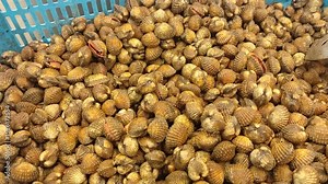 Piles of fresh, live clams fill large plastic containers, ready for sale as food. These mud-dwelling seafood are a popular item at the supermarket.