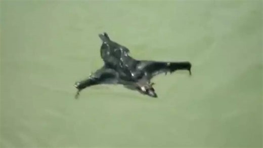 Viral video of bat swimming at Chandigarh’s Rock Garden makes a splash