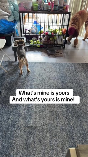 Setting the example! #FYP #ViralTikTok #dogs