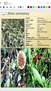 Manjistha Plant (Rubia cordifolia) | Identification, Benefits & Uses #ayurveda #bams #viral #shorts