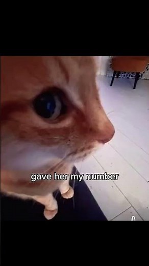 i just ate mac cheese out of my pants pocket #memes #funny #funnymemes #meme #cats #kitten #kitty